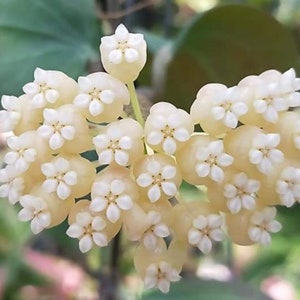 Rare Hoya Hellwigiana in 4&quot; Pot | Free Phytosanitary Certificate | Unique Foliage | Rooted & Healthy | Worldwide Shipping