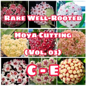 Rare Well-Rooted Hoya Cutting (Vol. 03) – Healthy & Phytosanitary Certified
