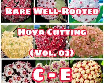 Rare Well-Rooted Hoya Cutting (Vol. 03) – Healthy & Phytosanitary Certified