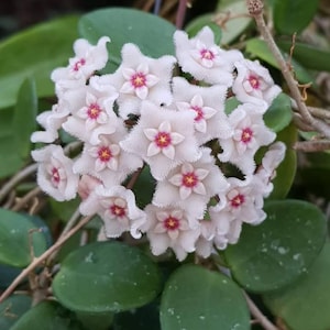 Mathilde (Hoya) / Phyto Cer. (Aléatoire)