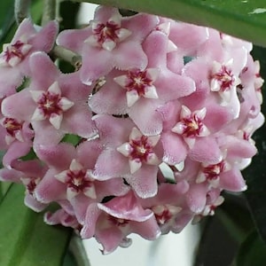 少し豊富な贈り物 Hoya minibelle 日本 Etsy - その他観葉植物