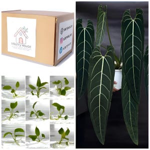 Anthurium warocqueanum Queen TC. / Phyto Cer. (Random)
