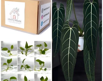 Anthurium warocqueanum Queen TC. / Phyto Cer. (Zufällig)