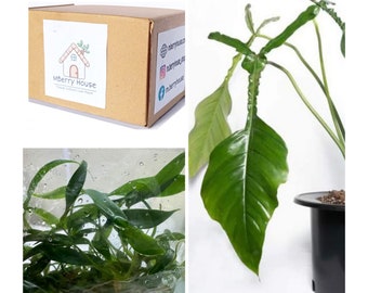 10 Joepii TC. (Philodendron) / Phyto Cer. (Random)