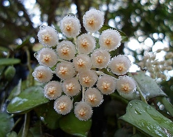 Lacunosa (Hoya) / Phyto Cer. (willekeurig)
