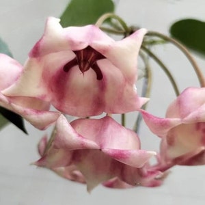 Hoya Archboldiana Pink / Phyto Cer. (Random)