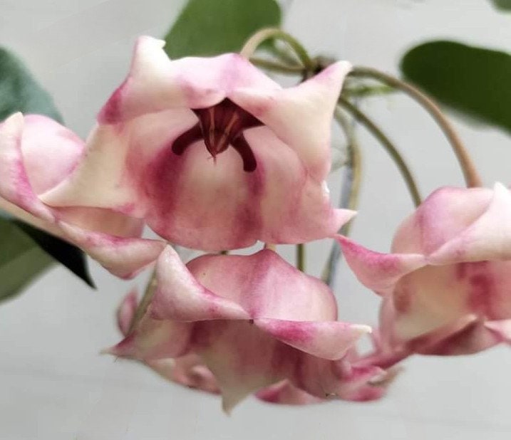 Hoya argentea princess - Etsy 日本 Hoya argentea princess - Etsy 日本