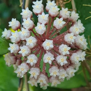 Hoya finlaysonii plant - Etsy 日本