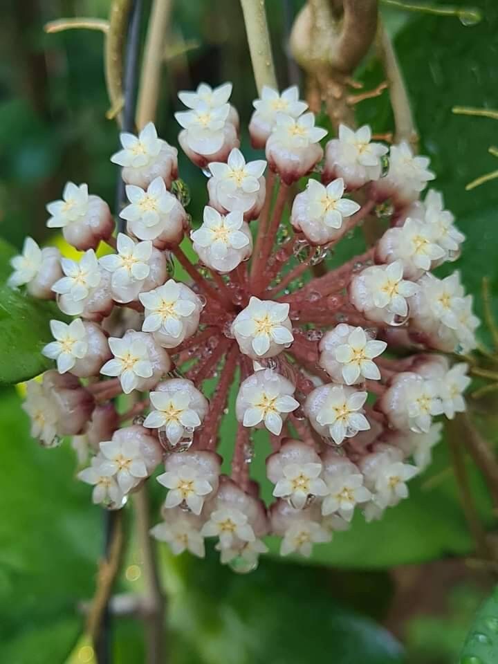 Hoya finlaysonii plant - Etsy 日本