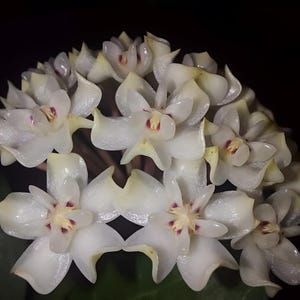 Elliptica (Hoya) / Phyto Cer. (Zufällig)