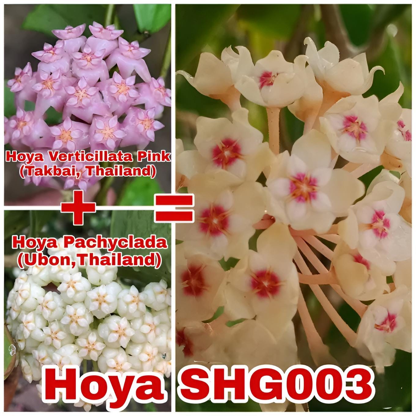 花座つき レア 珍種 ホヤ パキクラダ外斑入り ホヤの花 2023-1 - まつ