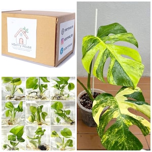Monstera Aurea Variegated TC. / Phyto Cer. (Random)