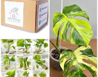 Monstera Aurea Variegated TC. / Phyto Cer. (Random)