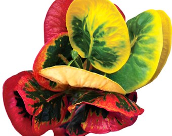 Croton ‘Hua Jai Thotsakan’  | Rare Thai Ornamental Plant | Unique Heart-Shaped Leaves | Free Phytosanitary