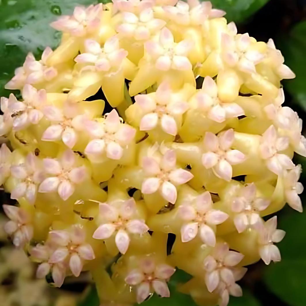Hoya fitchii - Etsy 日本