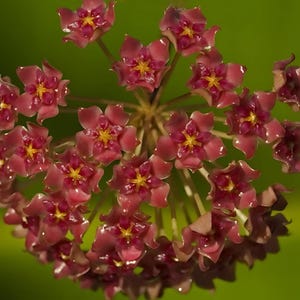 Hoya glabra - Etsy 日本