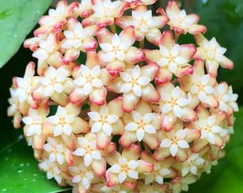 Viola (Hoya) / Phyto Cer. (Random)