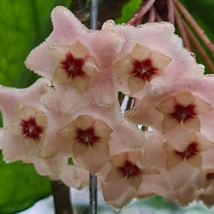 Nutans (Hoya) / Phyto Cer. (willekeurig)