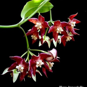 Imperialis Red (Hoya) / Phyto Cer (Random)