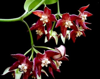 Imperialis Red (Hoya) / Phyto Cer (Random)