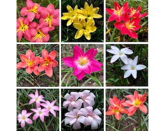 Zephyranthes Bulbs (8–12 Bulbs per Pack) – Rain Lily Flower Bulbs – Easy to Grow Tropical Garden Plant – Vol. 10 by MBerryHouse