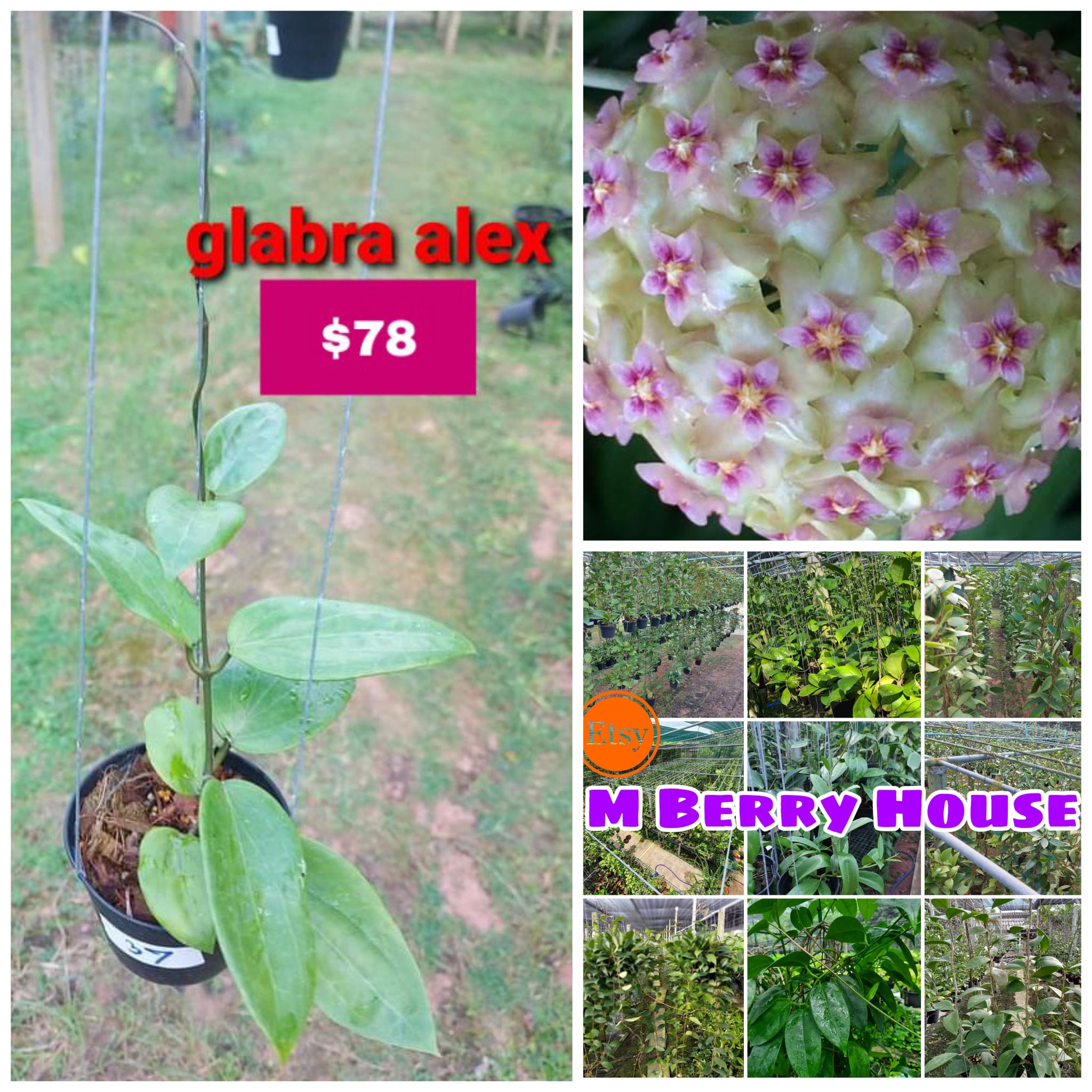 Glabra Alex (hoya) / Phyto Cer. (random) - Etsy