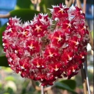 Mindorensis Red (Hoya) / Phyto Cer. (Random)