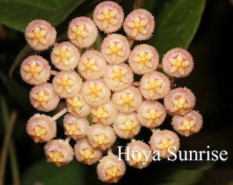 Sunrise (Hoya) / Phyto Cer. (Random)