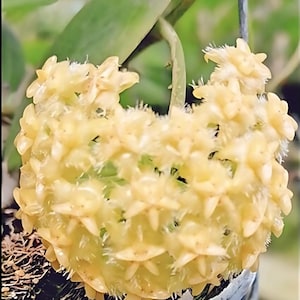 May include: A close-up of a cluster of small, pale yellow flowers with fuzzy white edges. The flowers are arranged in a circular shape, resembling a crown.