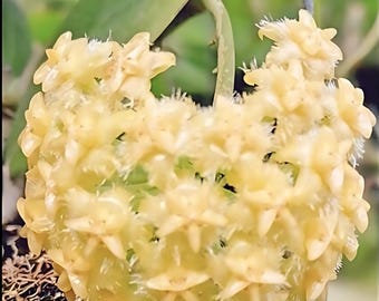 Rara Hoya Mindorensis gialla in vaso da 4" / Certificato fitosanitario gratuito / Fiori gialli vivaci / Radicata e sana / Spedizione in tutto il mondo