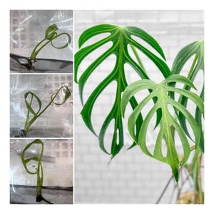 Monstera Burle Marx Flame TC. / Phyto Cer. (Random)