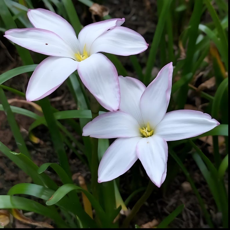 MBerryHouse Zephyranthes Bulbs - Thumbnail 2