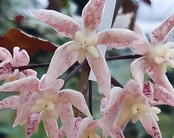 UNDULATA (Hoya) / Phyto Cer. (Random)