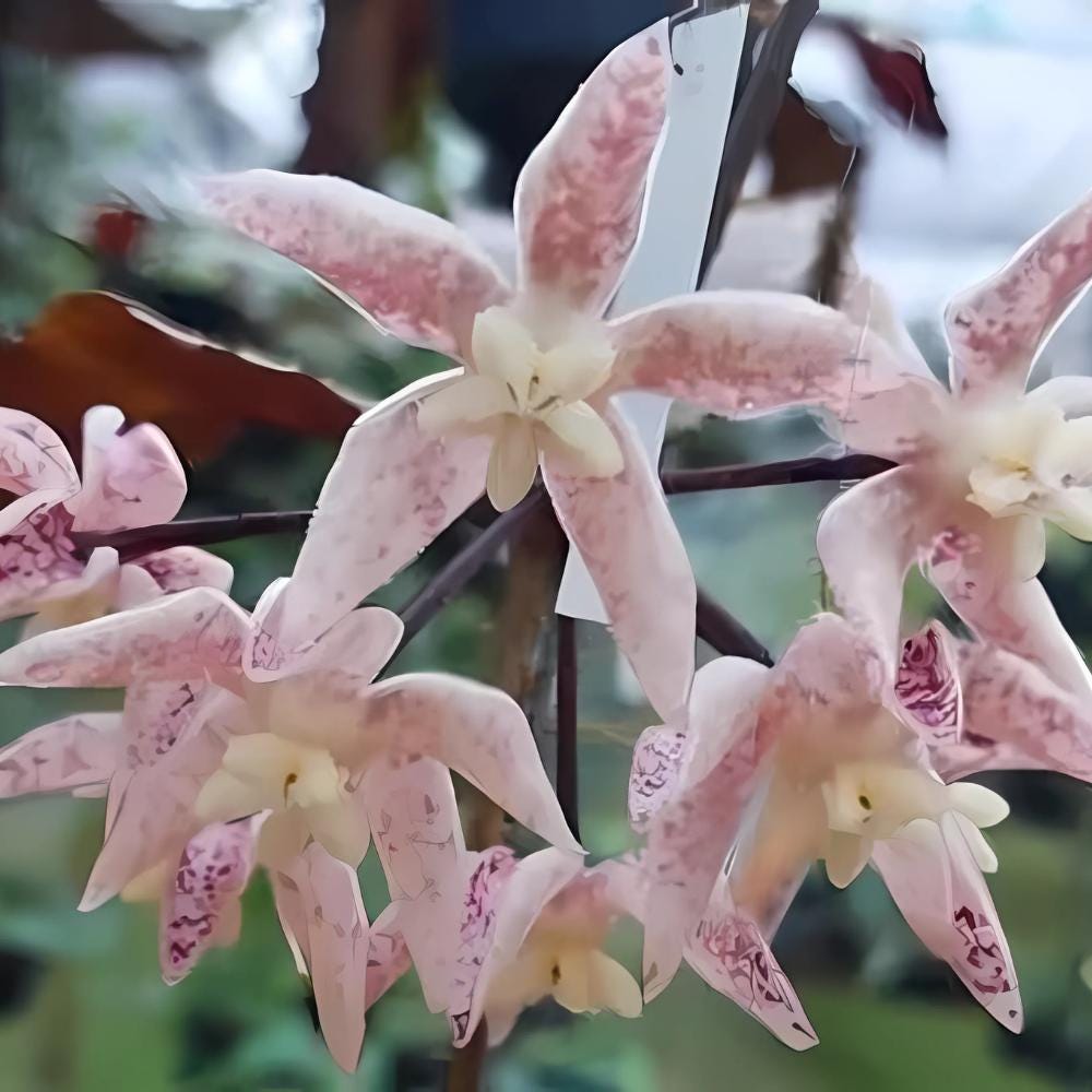 Hoya undulata - Etsy 日本