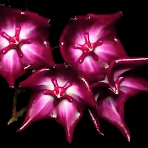 Macgillivrayi Pink (Hoya) / Phyto Cer. (Random)