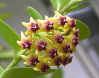 Cummingiana (Hoya) / Phyto Cer. (Random)