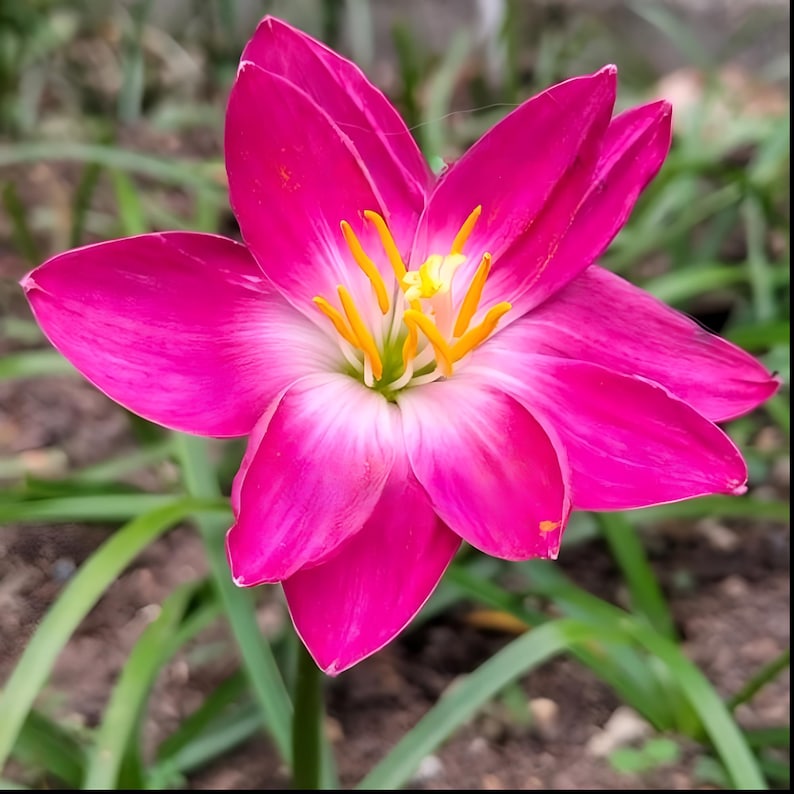 MBerryHouse Zephyranthes Bulbs - Thumbnail 3