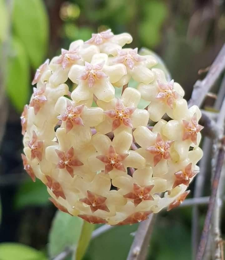 Fusco Marginata (hoya) / Phyto Cer. (random) - Etsy