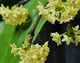 Clandestina (Hoya) / Phyto Cer. (Random)