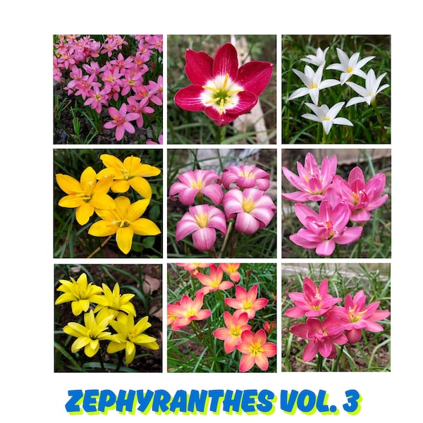 Zephyranthes Bulbs (8–12 Bulbs per Pack) – Rain Lily Flower Bulbs – Easy to Grow Tropical Garden Plant – Vol. 3 by MBerryHouse