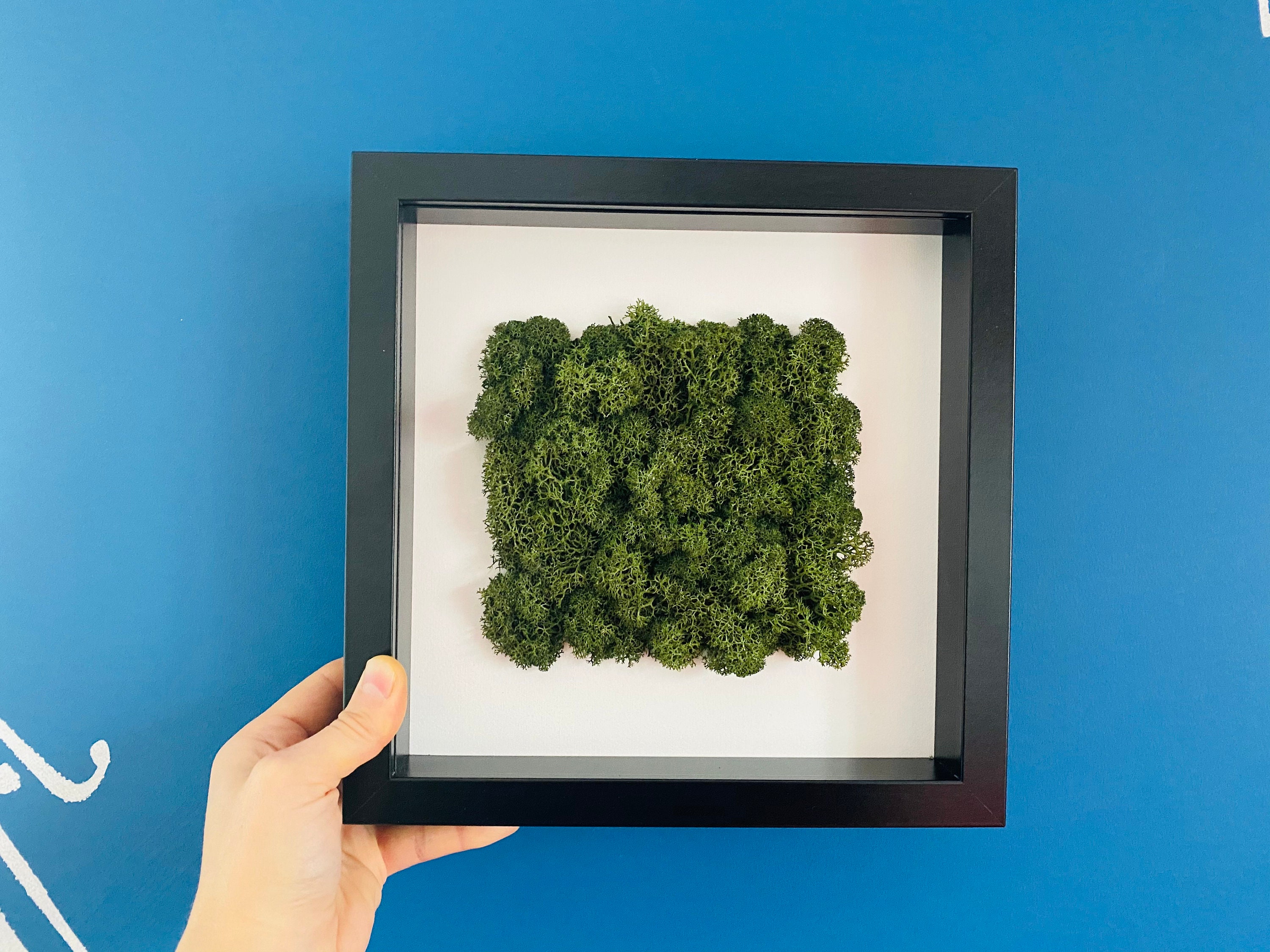 Framed Moss Art Moss Wall Art Wall Decor Home Decor Etsy