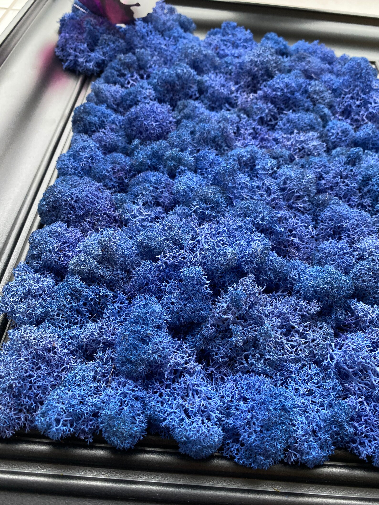 Blue Moss Wall Art Moss Wall Decor Living Wall Art Home Etsy UK