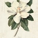 Owner of <a href='https://www.etsy.com/shop/TheWhiteMagnoliaCo?ref=l2-about-shopname&from_page=listing' class='wt-text-link'>TheWhiteMagnoliaCo</a>