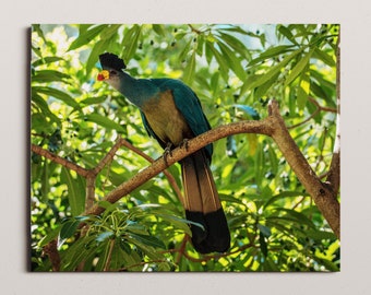 Foto tropische vogel, San Diego, Californië fotografie, natuurfotografie, landschapsfotografie, dierenprints, dierentuin, kinderdagverblijf, cadeau, uniek