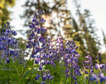 Descarga digital de flores de lupino del parque nacional North Cascades, imprima su foto digital, fotografía de viajes, impresión de fotos de flores silvestres