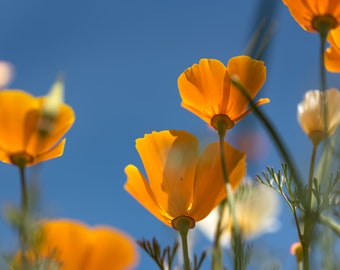 descarga digital de flores silvestres de amapola de california, imprima usted mismo foto digital, fotografía de viajes, impresión fotográfica, decoración del hogar arte de pared fina