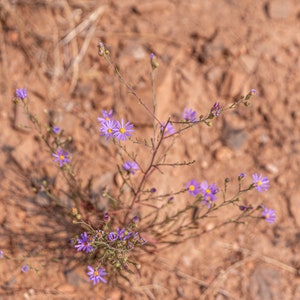 national park photography, national park photo print, travel photography, Colorado wildflower, flower photo print, purple flower photo