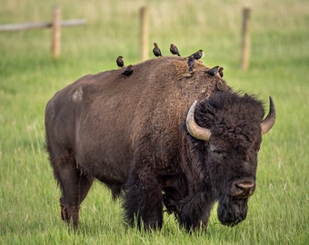 North American bison digital download, print yourself digital photo, travel photography, photo print, home decor fine art,