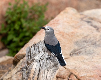 Clarks-notenkraker natuurfotografie, Rocky Mountain National Park fotoprint, reisfotografie, natuurfoto, woondecoratie vogels