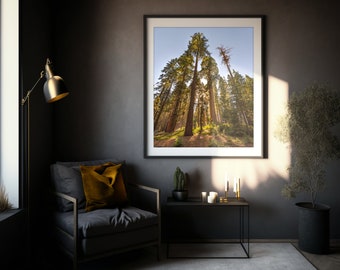 Parque Nacional Sequoia, Fotografía de California, Árboles, Verano, Decoración del Hogar, Bellas Artes de Arte de Pared, Nebuloso, Desierto, Naturaleza, Secuoya, Bosque Gigante